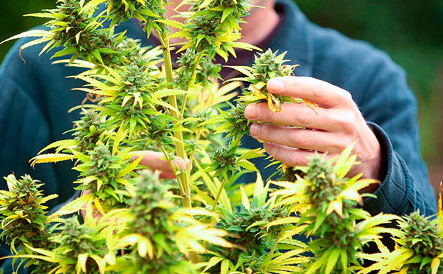 Незрелая конопля