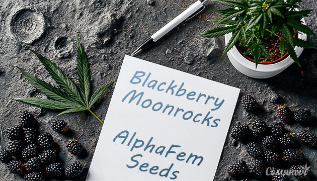 Выращивание сорта марихуаны Blackberry Moonrocks от сидбанка AlphaFem Seeds Гроурепорт сорта Blackberry Moonrocks от сидбанка AlphaFem Seeds