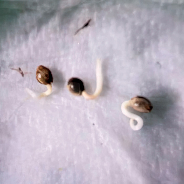 Семена Hellfire OG Auto от 7CH American