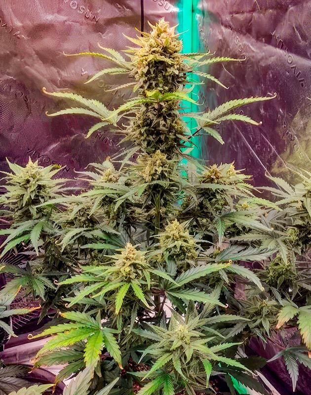 Завершение цикла с мощным потенциалом повторного грова Каннабис Z-Up Auto с крупными смолистыми шишками и плотной структурой