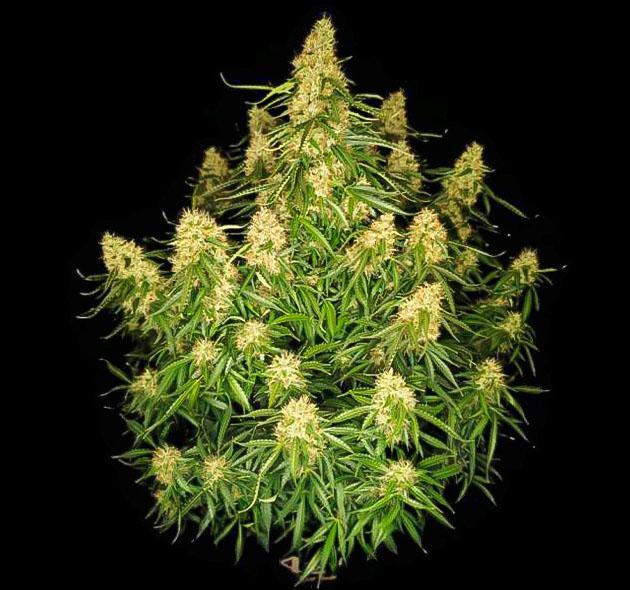 Последняя неделя удобрений Куст Z-Up Auto от FastBuds на 10 неделе выращивания