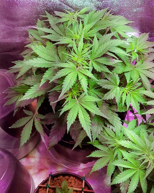 Гроурепорт конопли сорта Purple Juice Auto Тренировка растения Purple Juice Auto