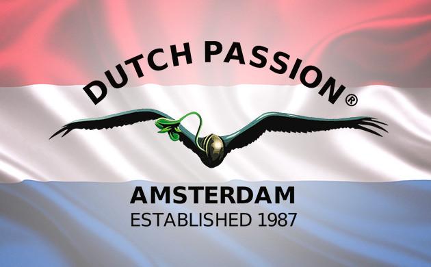 Dutch Passion – представитель европейской селекции