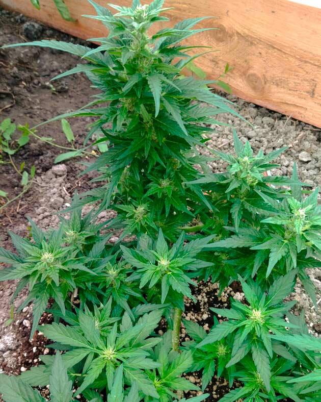 Куст Pharaoh Auto на фазе цветения