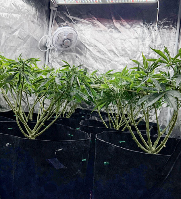 Финальная подготовка перед цветением Конопля после лоллипоппинга и органической подкормки