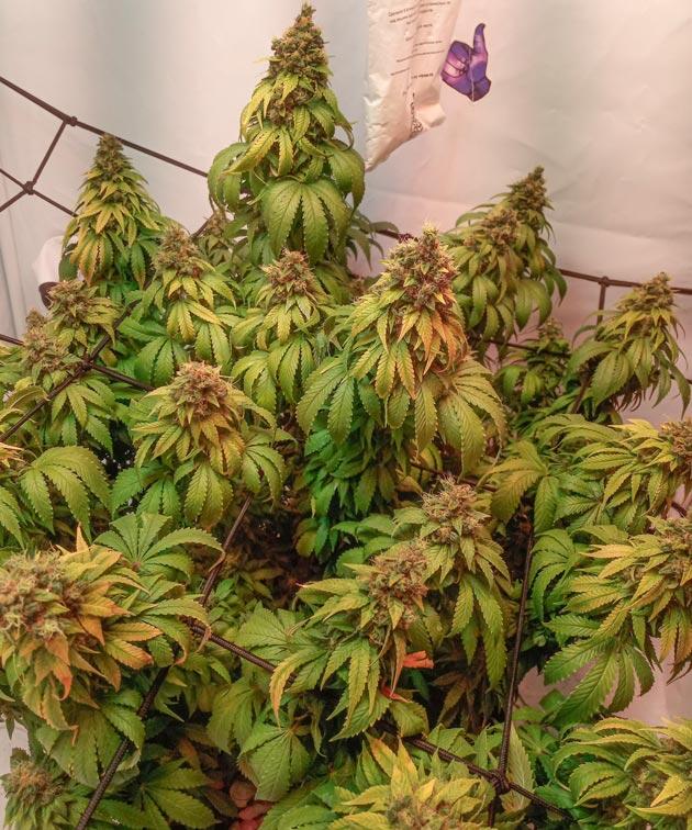 Проба нижних шишек и начало помывки Куст Cream Caramel CBD от Sweet Seeds на 17-18 неделе