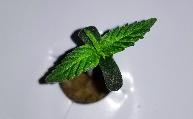 Гроурепорт автоцвета West Coast OG