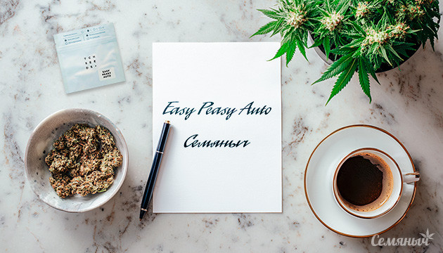 Гроурепорт сорта Easy Peasy Auto от «Семяныча»