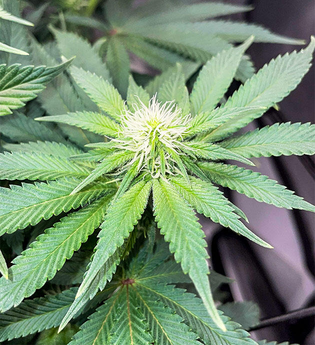 Дефолиация конопли Куст Blueberry OG от Barney's Farm на 10 неделе