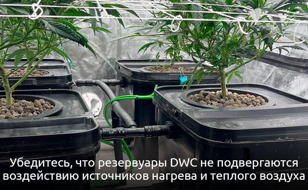 Контроль температуры в DWC Секрет №5. Корни не переносят перегрева