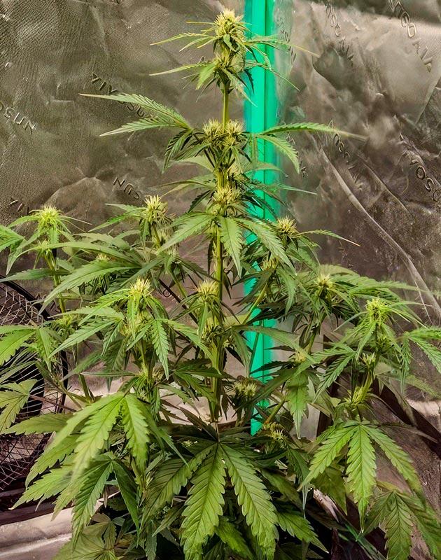 Стремительный рост и активное формирование шишек марихуаны Конопля ростом 61 см