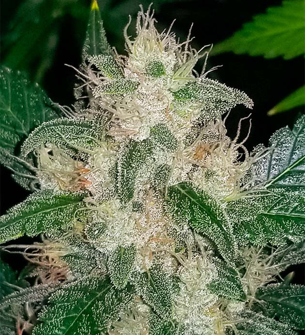 подготовка к харвесту Original Auto Sour Diesel