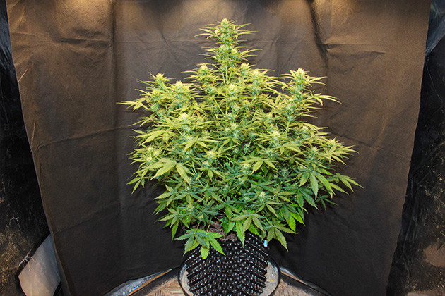 Отсутствие запаха на 8 неделе выращивания Цветущий куст конопли