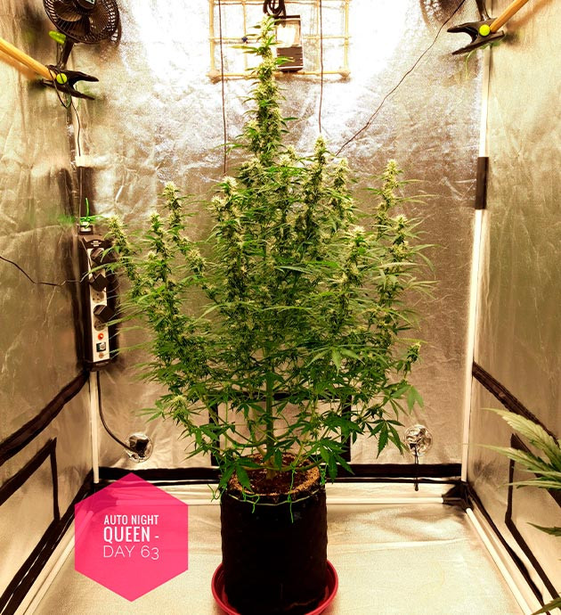Остановка роста и набор массы шишек Высокий куст конопли в гроубоксе