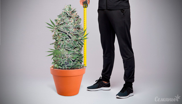 Сорта низкорослой сативы Низкие сорта сативы