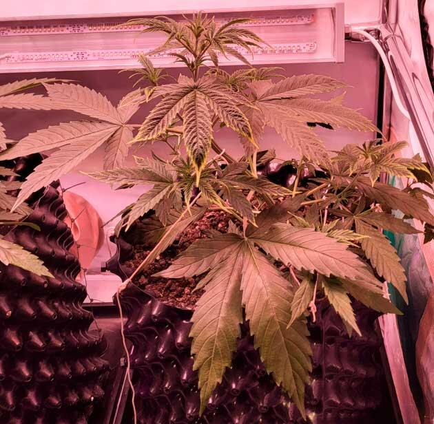 Куст Grand Gorilla Purple Auto на 4 неделе выращивания