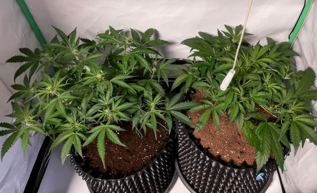 Два разных фенотипа Кусты Apricot Auto от FastBuds на 4 неделе выращивания