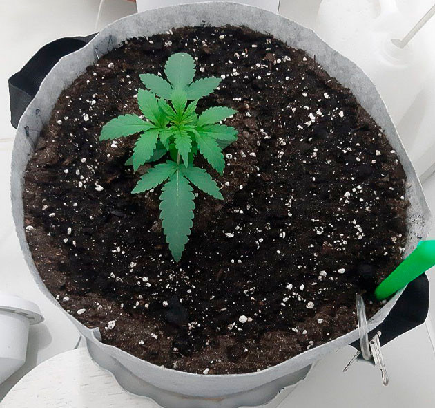 Тренировка растения Glue Sherbet