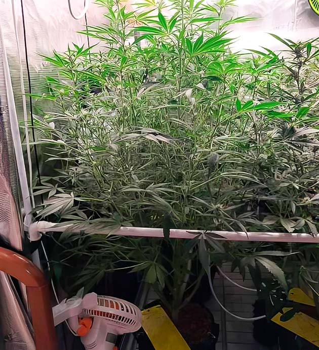 Как куст превратился в монстра