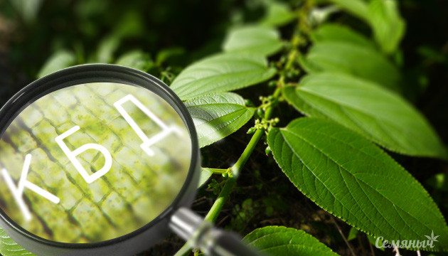 Бразильское растение содержит КБД Бразильское растение содержит каннабидиол