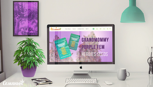 Выращивание сорта Grandmommy Purple