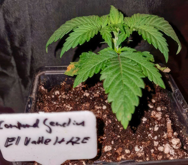 EL Valle Haze восстанавливается от водного стресса 2 неделя роста конопли