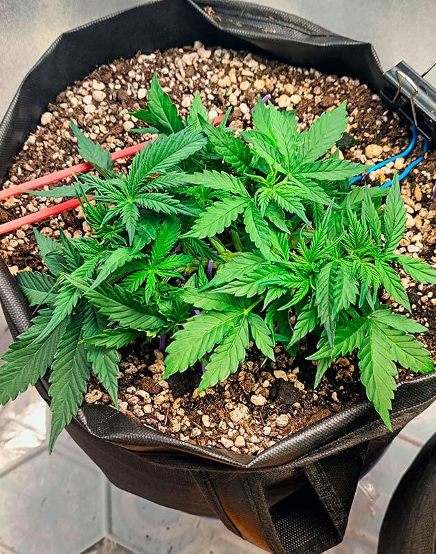 Куст ростом 30 сантиметров Куст Crystal WW Autoflower на 5 неделе развития