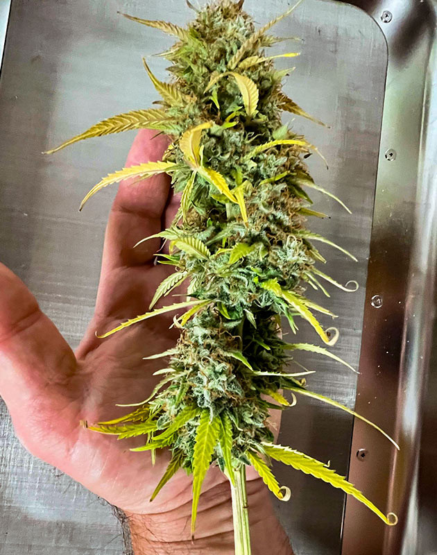 Общие впечатления о грове сорта Bruce Banner Autoflower Созревшая шишка марихуаны