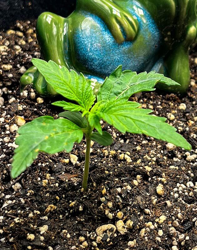 Росток Bruce Banner #3 Auto от Herbies Seeds на 1 неделе