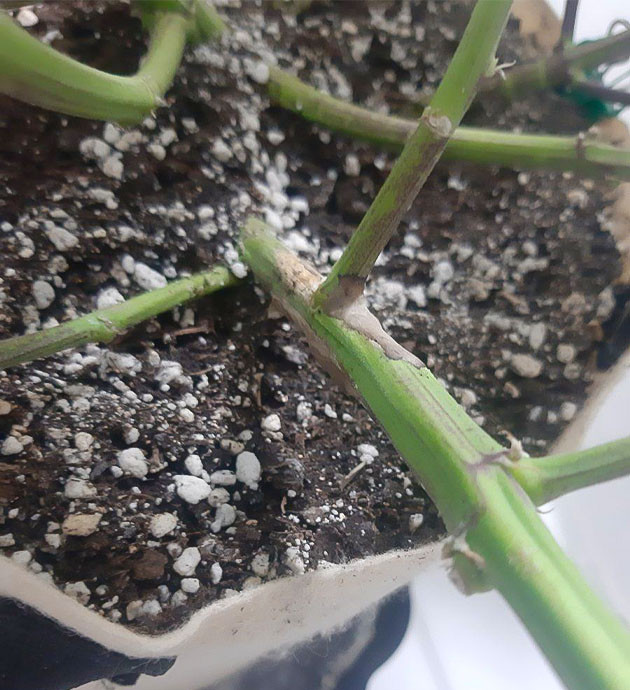 Проблемы Critical Orange Punch Auto