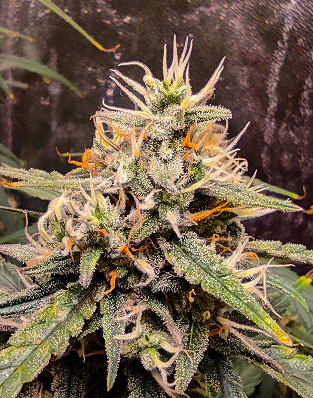 Куст Wedding Glue Auto на 9 неделе выращивания