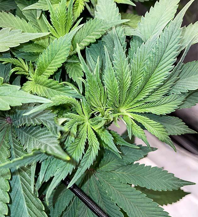 Изменения в составе удобрений Куст Blueberry OG от Barney's Farm на 8 неделе развития