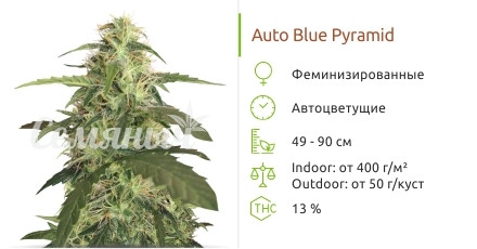 Сорт марихуаны Auto Blue Pyramid Auto Blue Pyramid от Pyramid Seeds