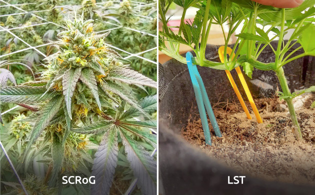 Как выращивать сативные сорта каннабиса