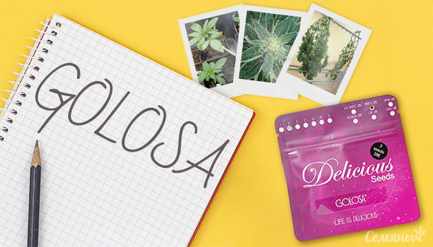 Гроурепорт сорта конопли Golosa от Delicious Seeds