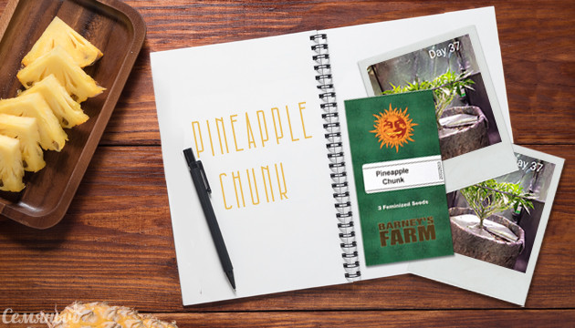 Гроурепорт сорта Pineapple Chunk