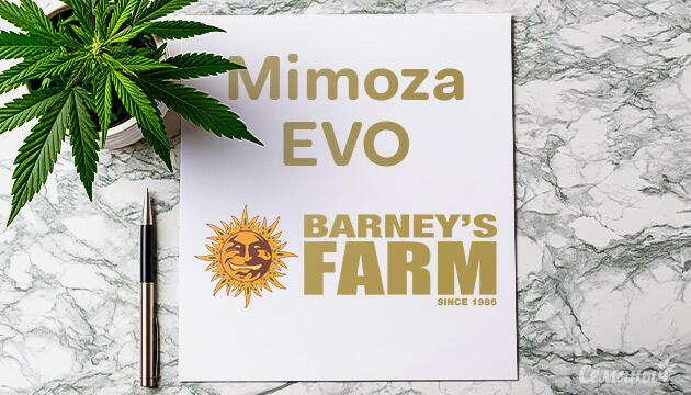 Гроурепорт сорта конопли Mimosa Evo