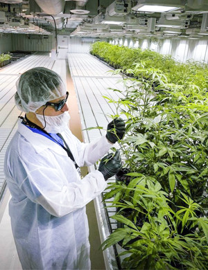 Выращивание конопли на гидропонике