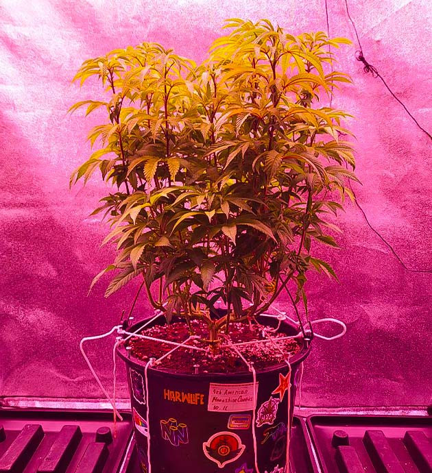 8 неделя выращивания марихуаны