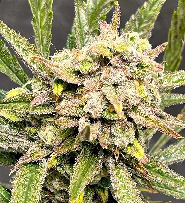 Финальное созревание перед харвестом Шишка сорта конопли Ztrawberriez Auto