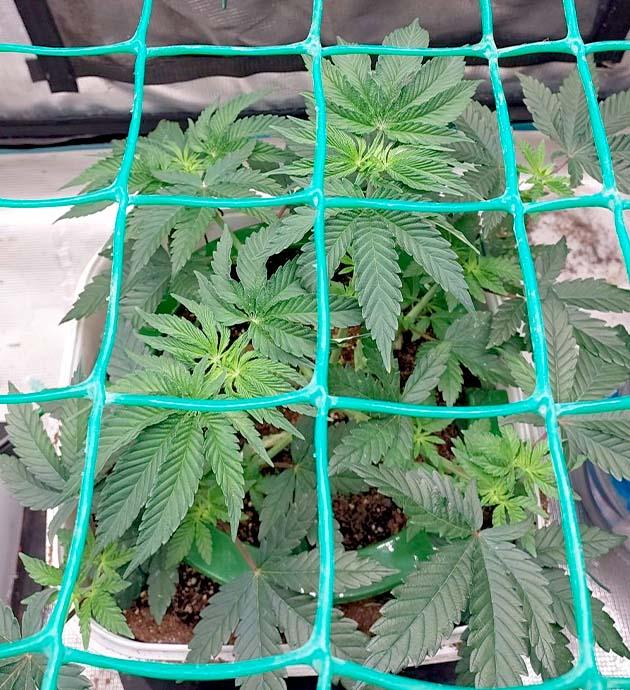 Куст Booberry Cookies RBX от Ethos Genetics на 5 неделе