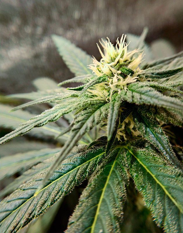 Соцветие сорта LSD