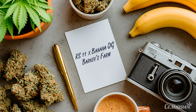 Выращивание сорта марихуаны RS 11 x Banana OG от Barney’s Farm Гроурепорт сорта RS 11 x Banana OG от Barney’s Farm