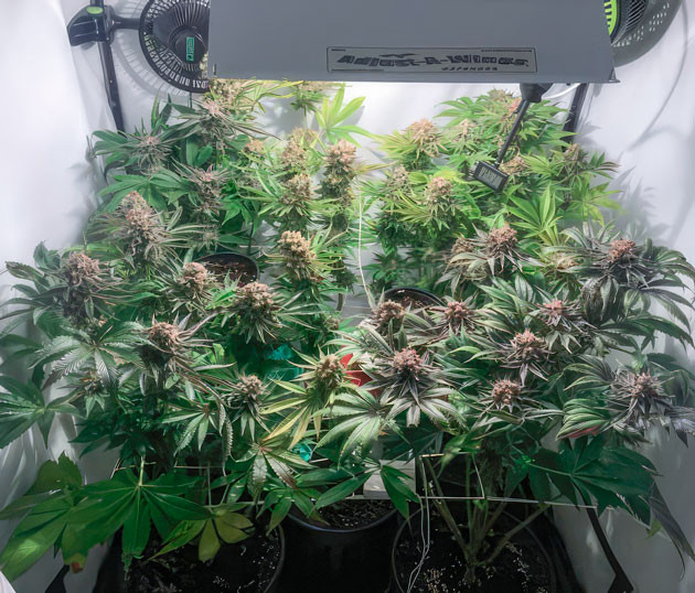 Кусты Mimosa Shot на последней неделе выращивания