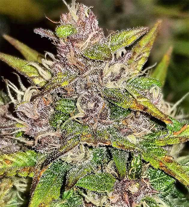 Цветение куста Purple Juice Auto Куст Purple Juice Auto на цветении