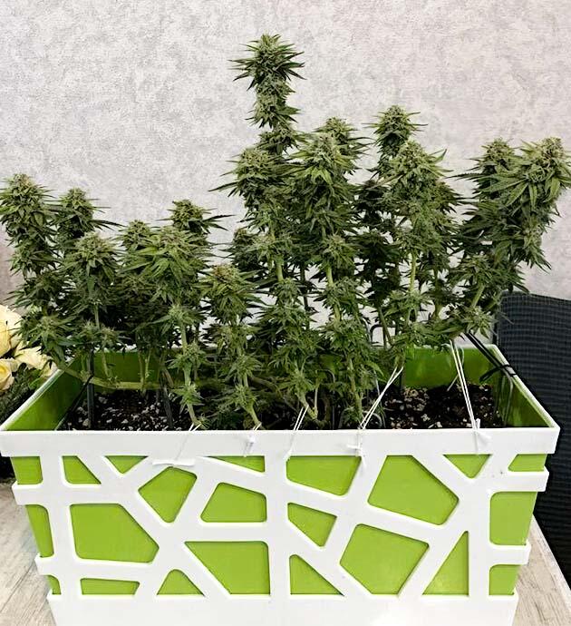 Марихуана на 15 неделе роста