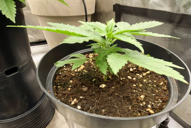 Активный рост конопли и высадка в маленький горшок Росток Strawberry Gorilla Auto на первой неделе выращивания