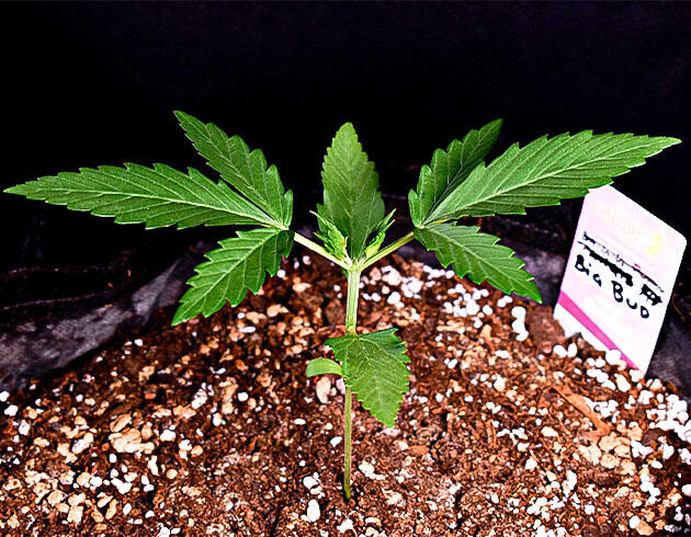 Проведение топпинга и удобрения для конопли Растишка Big Bud Auto от Herbies Seeds на 2 неделе развития