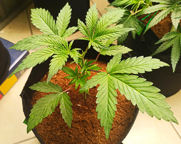 Росток с обрезанной верхушкой