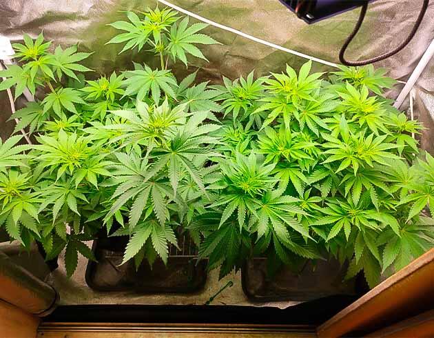 Дефицит азота и удобрения Кусты Black Widow от сидбанка Семяныч на 7 неделе